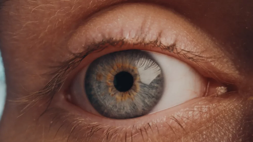 Spits - Oog